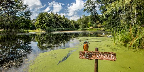 Naughty kingfisher on sign 'don't fish'.