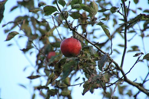 Grote rode appel aan de boom