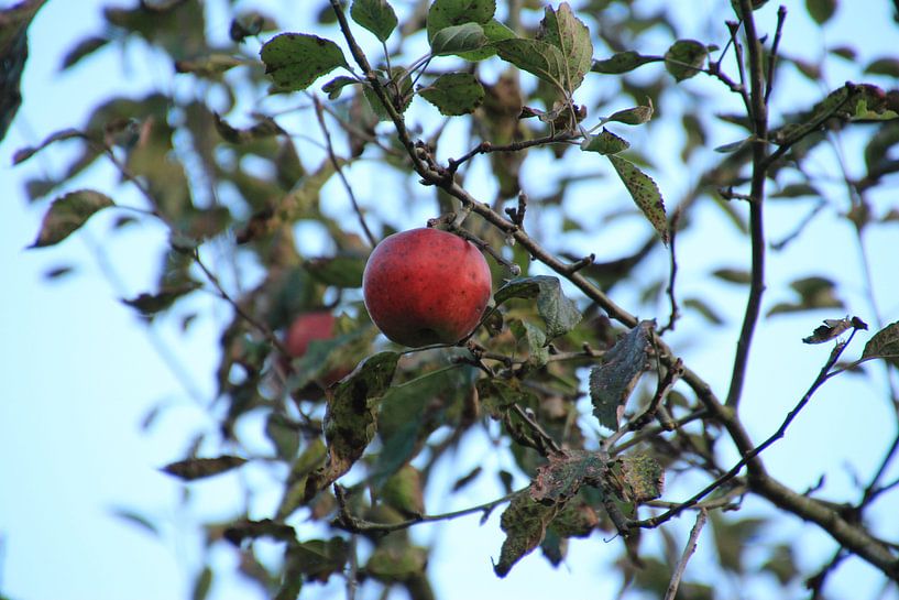 Big red apple by Kristian Oosterveen