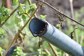 Wasp's Nest in a Pipe by Marcel Ethner