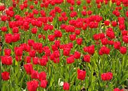 Tulip field - red tulips by Sabine DG thumbnail