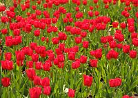 Tulip field - red tulips
