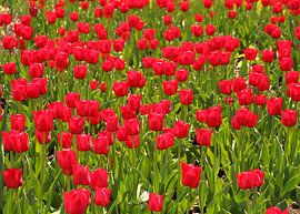 Tulip field - red tulips by Sabine DG