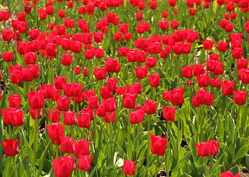 Tulpenveld - rode tulpen van Sabine DG