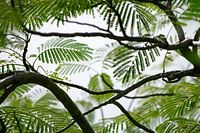 Through the wild forest