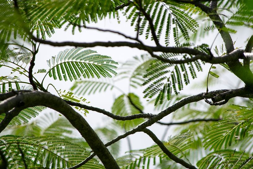 Durch den wilden Wald von Stella Ammerlaan