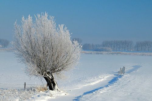 landschap met knotwilg