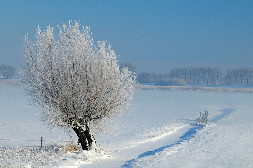 landscape with pollard willow by Paul van Gaalen, natuurfotograaf