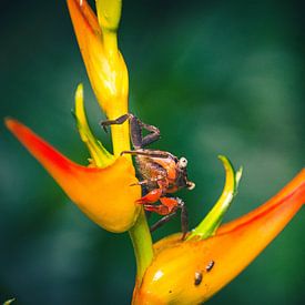 Krabbe auf einer Blume in Costa Rica von Dennis Langendoen