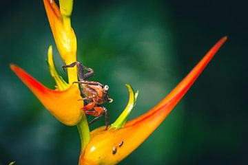 Krab op een bloem in Costa Rica van Dennis Langendoen