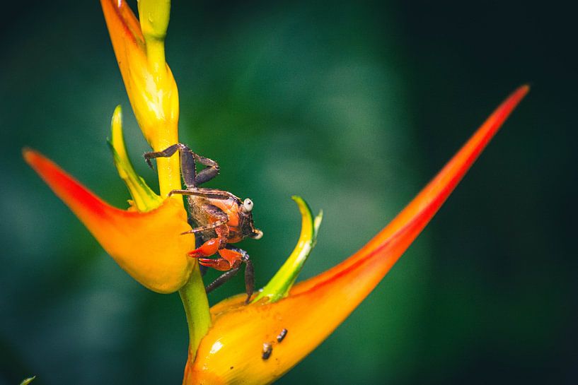 Krabbe auf einer Blume in Costa Rica von Dennis Langendoen