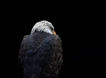 The imposing bald eagle by Natascha Worseling