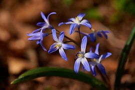Étoile bleue de Sibérie