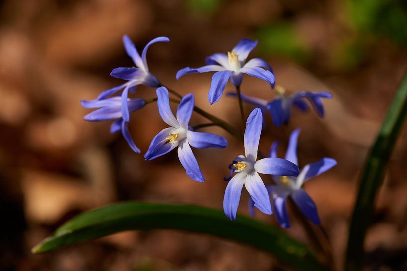 Étoile bleue de Sibérie par Karin Jähne
