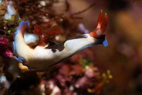 Sea snail @ Komodo, Indonesia