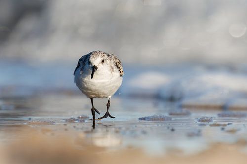 Drieteenstrandloper; eeuwig rennend voor de golven
