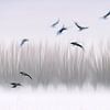 Ghost birds, zwevende vogels van natascha verbij
