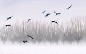 Ghost birds, zwevende vogels