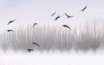 Oiseaux fantômes, oiseaux flottants sur natascha verbij