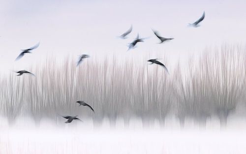 Ghost birds, zwevende vogels
