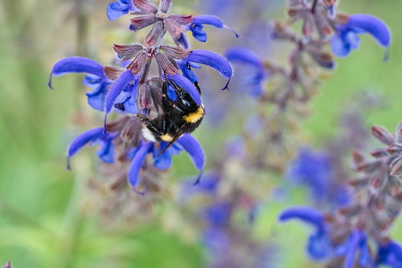 Bumblebee on a flower collecting nectar by Martin Köbsch