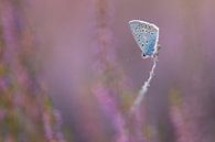 In de hei / blue butterfly in purple heather van Elles Rijsdijk thumbnail