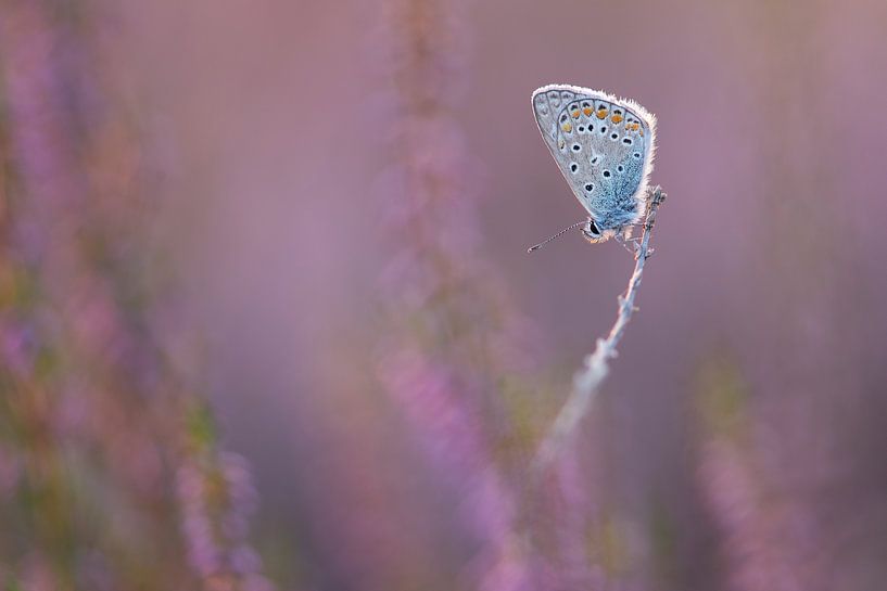 In de hei / blue butterfly in purple heather van Elles Rijsdijk