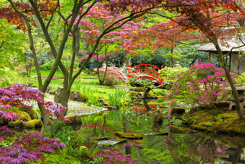 Rode boogbrug in de Japanse tuin van Clingendael