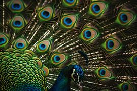 Peacock by Poster Art Shop