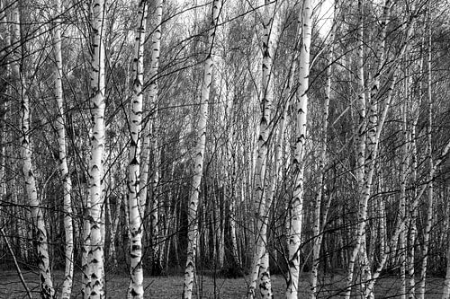 Birch forest in winter