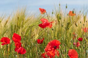 Mohnblumen