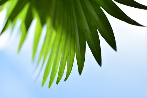 Nicht hier, sondern in der Sonne