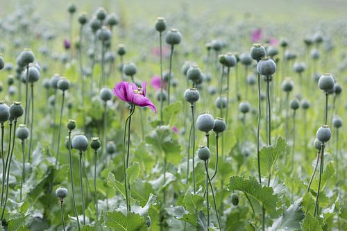 Les derniers coquelicots