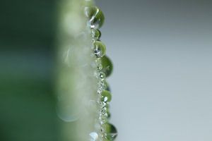 Tropfen auf einer Zucchini