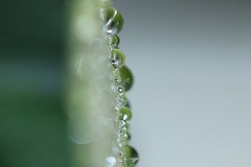 Drops on a zucchini by Bärbel Severens