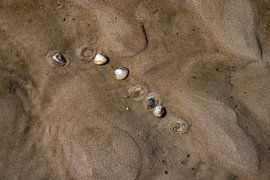 Herzmuscheln im Watt von Alexander Wolff