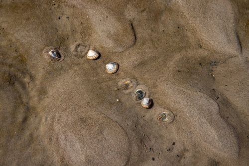 cockles in the mudflats
