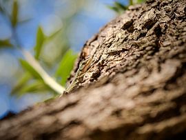 Sizilianische Mauereidechse im Olivenbaum von Sjoukje Bouman | Photography & Art Studio