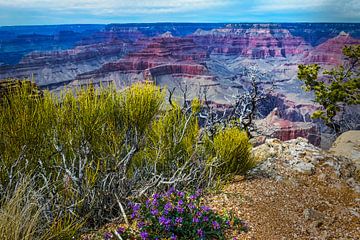Bloeiende bloemen aan de rand van de Grand Canyon van Rietje Bulthuis