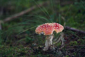Mooie paddenstoel opgegeten door slakken van chamois huntress
