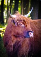 schotse hooglander