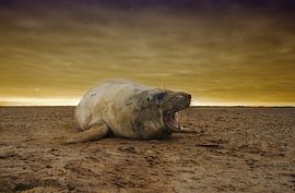 Young Grey Seal on the beach at sunset by Jeroen Stel