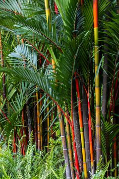 Rhythm of colour in tropical green by Marco Leeggangers