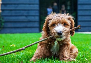 De kleine dondersteen. Labradoodle hondenras van Ton Tolboom