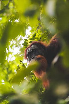Portret Orang Oetan van Stijn van Straalen