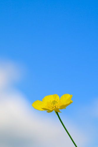 Butterblume an einem sonnigen Tag vor einem blauen Himmel mit weißen Wolken