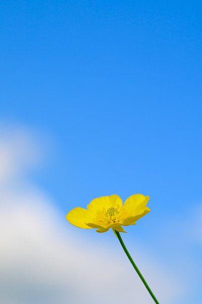Butterblume an einem sonnigen Tag vor einem blauen Himmel mit weißen Wolken von Annette Hagemeijer