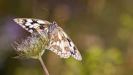 Marbled White by Dominiek Cottem