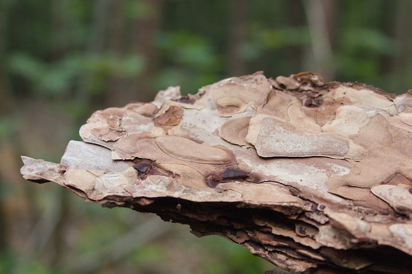 Close-up van bruine boomschors op een groene achtergrond van GuppyRob
