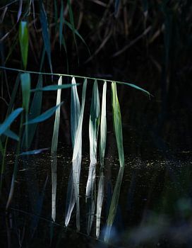 Light in the darkness